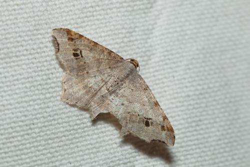 Réf. 208 518 : Macaria alternata